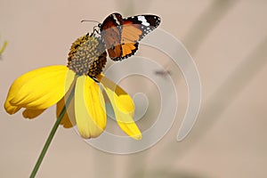 Butterfly Pieridae family animal wildlife colorful feeding nect