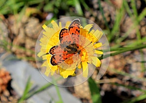 Butterfly Pieridae on the flower and plant, Nature and wildlife, insects life, green background