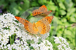 Butterfly Pieridae on the flower and plant, Nature and wildlife, insects life, green background