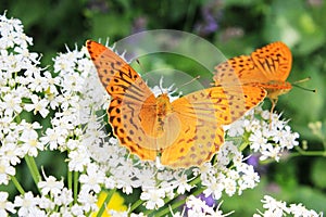Butterfly Pieridae on the flower and plant, Nature and wildlife, insects life, green background