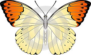 Pieridae butterfly vector image for web design and print photo