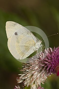 Butterfly Pieris Brassicae