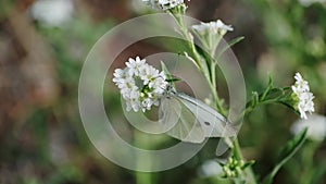 Butterfly Pieris brassicae on a flower in the garden. Day butterfly from the family of Pieridae