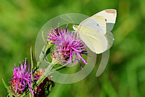 Cabbage butterfly sitting on violet flower - closeup