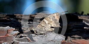 Butterfly on a pine bole photo