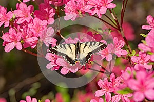 Butterfly and Pink Azalea Blooms