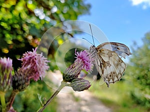 Butterfly on pink dispel photo