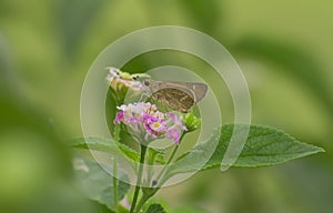 Butterfly and pink flower