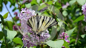 Butterfly on pink flower