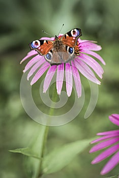 Butterfly on a pink flower