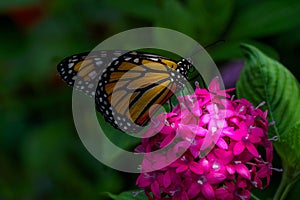 butterfly on a pink flower.