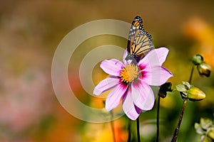 Butterfly on Pink Flower