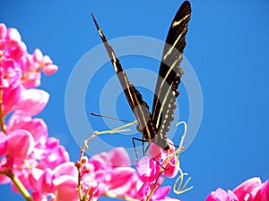 Butterfly on pink flower