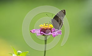 Butterfly on a Pink Flower