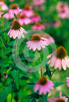 Butterfly on Pink Flower