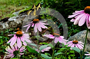 Butterfly on pink flower