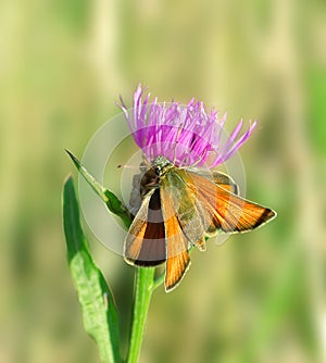 Mariposa sobre el rosa flor 