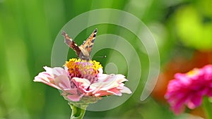 Butterfly on pink flower, Aglais urticae foraging nectar on zinnia flower