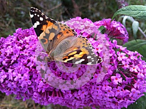 Butterfly on a pink flower, butterfly, pink flower,