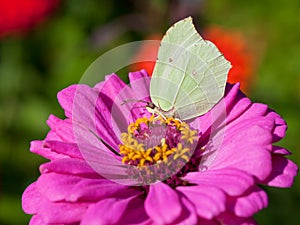 Butterfly on pink flower close up