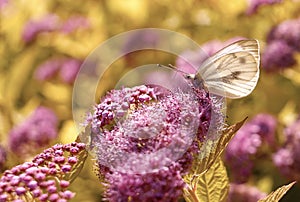 butterfly pink flower close-up sunlight macro bokeh background outdoor