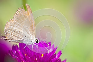 Butterfly on pink flower with grass.