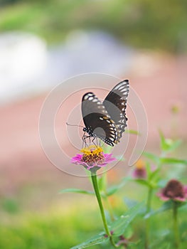 Butterfly on the pink flower green foreground and background