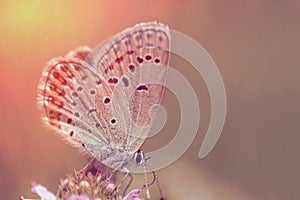 Butterfly on pink flower