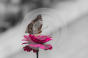 Butterfly on pink flower, Pop color, Matte tone, black and white background