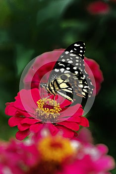 Butterfly & Pink Flower