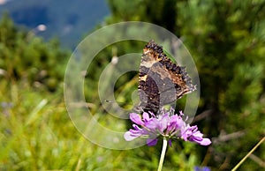Butterfly on the pink flower. Slovakia
