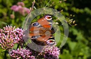 Butterfly on the pink flower. Slovakia