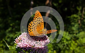 Butterfly on the pink flower. Slovakia