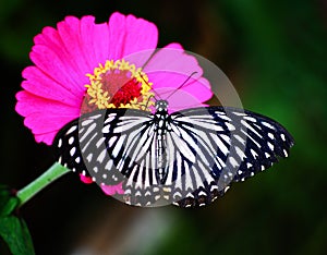 Butterfly on pink flower in Tropical Garden