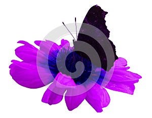 Butterfly on pink flower white isolated background with clipping path. Closeup. no shadows.