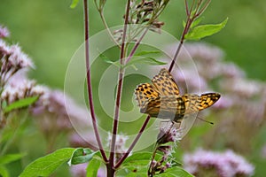 butterfly on pink flowers