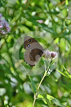 butterfly on pink flowers