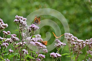 butterfly on pink flowers