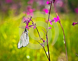 Butterfly and pink flowers