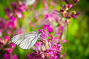 Butterfly and pink flowers