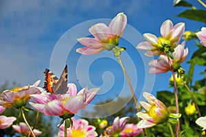 Butterfly on Pink Flowers