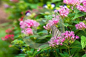 Butterfly on pink flowers in garden