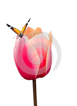 Butterfly on pink tulip