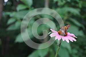 Butterfly on pink wild flower in Illinios