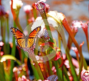 Butterfly on Pitcher Plant