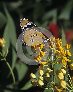 Butterfly Plain Tiger Danaus chrysippus