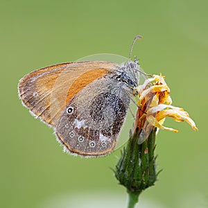 Mariposa sobre el planeta 