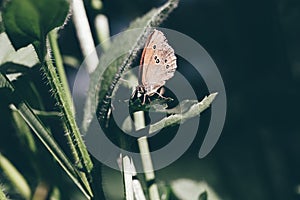 Butterfly on plant toned image selective focus