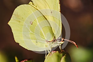 Butterfly on plants, close up