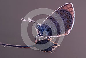 Butterfly on plants, close up